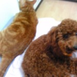 うちのお嬢さん