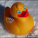 北極で迷子のアヒル！？